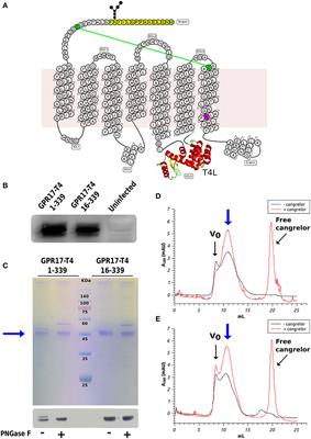 Surface Plasmon Resonance as a Tool for Ligand Binding Investigation of Engineered GPR17 Receptor, a G Protein Coupled Receptor Involved in Myelination